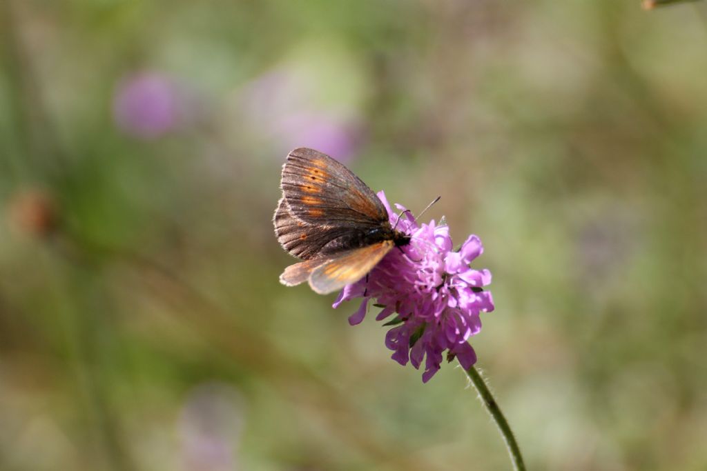 Erebia melampus? S